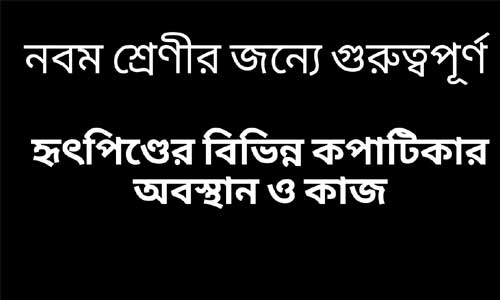 হৃৎপিণ্ডের বিভিন্ন কপাটিকার অবস্থান ও কাজ