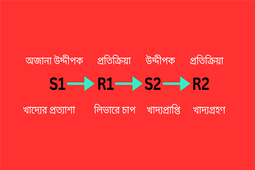 স্কিনারের সক্রিয় অনুবর্তন তত্ত্বটি ব্যাখ্যা করো 